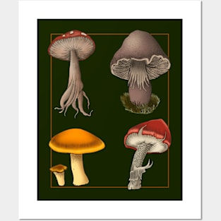 Botanical Mushrooms Posters and Art